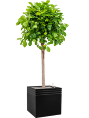 Ficus microcarpa 'Moclame' in Baq Line-Up Office Plant With Pot 174cm Height 41cm Dia