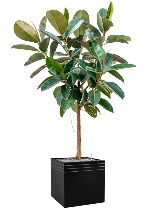 Ficus elastica 'Robusta' in Baq Line-Up Office Plant With Pot 195cm Height 41cm Dia