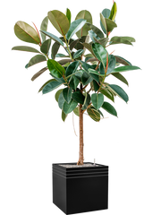 Ficus elastica 'Robusta' in Baq Line-Up Office Plant With Pot 195cm Height 41cm Dia