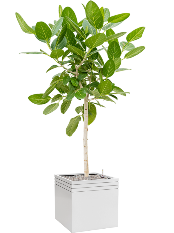 Ficus benghalensis 'Audrey' in Baq Line-Up Office Plant With Pot 184cm Height 41cm Dia