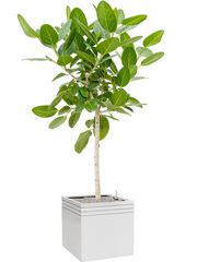 Ficus benghalensis 'Audrey' in Baq Line-Up Office Plant With Pot 184cm Height 41cm Dia