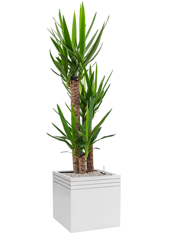 Yucca elephantipes in Baq Line-Up Office Plant With Pot 173cm Height 41cm Dia