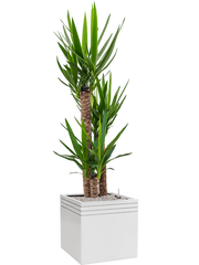 Yucca elephantipes in Baq Line-Up Office Plant With Pot 173cm Height 41cm Dia