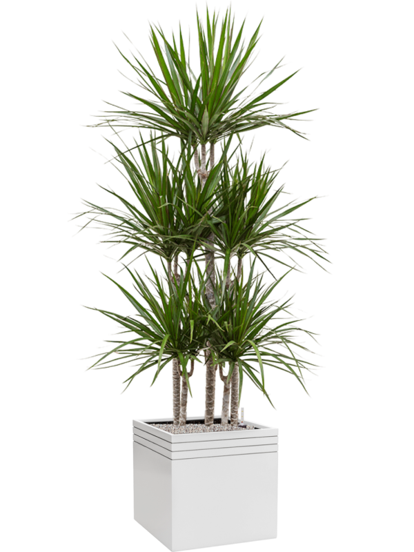 Dracaena marginata in Baq Line-Up Office Plant With Pot 193cm Height 41cm Dia