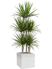 Dracaena marginata in Baq Line-Up Office Plant With Pot 193cm Height 41cm Dia