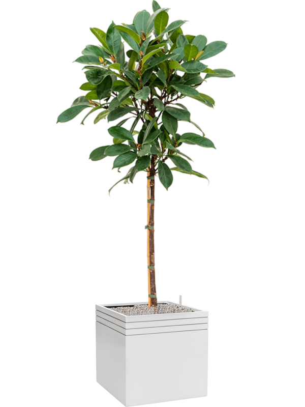 Ficus cyathistipula in Baq Line-Up Office Plant With Pot 183cm Height 41cm Dia