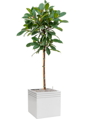 Ficus cyathistipula in Baq Line-Up Office Plant With Pot 183cm Height 41cm Dia