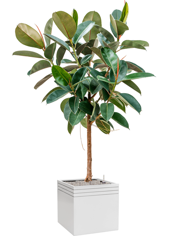 Ficus elastica 'Robusta' in Baq Line-Up Office Plant With Pot 194cm Height 41cm Dia