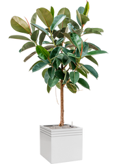 Ficus elastica 'Robusta' in Baq Line-Up Office Plant With Pot 194cm Height 41cm Dia