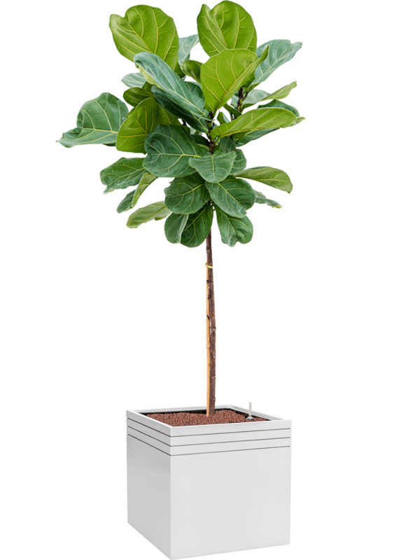 Ficus lyrata in Baq Line-Up Office Plant With Pot 172cm Height 41cm Dia
