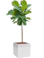 Ficus lyrata in Baq Line-Up Office Plant With Pot 172cm Height 41cm Dia