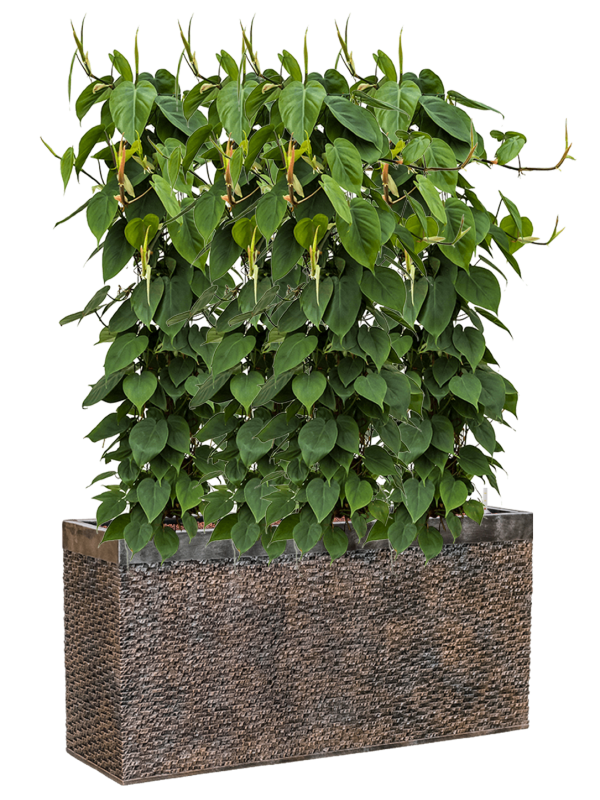 Philodendron scandens in Baq Luxe Lite Universe Layer Office Plant With Pot 135cm Height 25cm Dia