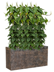 Philodendron scandens in Baq Luxe Lite Universe Layer Office Plant With Pot 135cm Height 25cm Dia