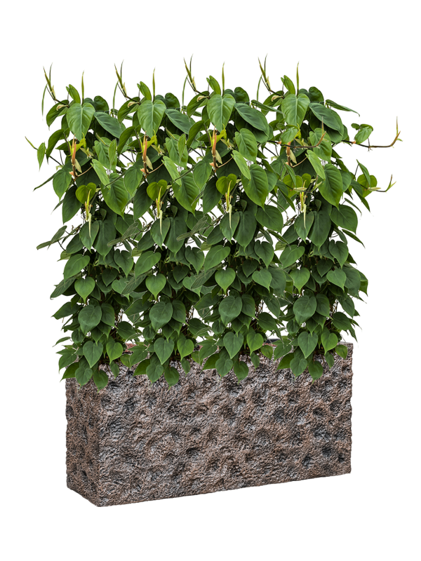 Philodendron scandens in Baq Luxe Lite Universe Moon Office Plant With Pot 135cm Height 25cm Dia