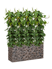 Philodendron scandens in Baq Luxe Lite Universe Moon Office Plant With Pot 135cm Height 25cm Dia