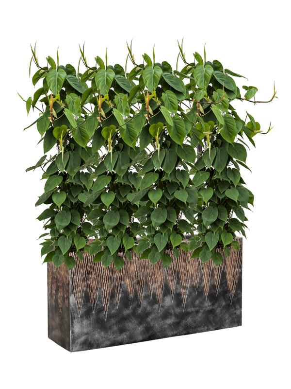 Philodendron scandens in Baq Luxe Lite Universe Comet Office Plant With Pot 135cm Height 25cm Dia