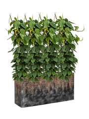 Philodendron scandens in Baq Luxe Lite Universe Comet Office Plant With Pot 135cm Height 25cm Dia