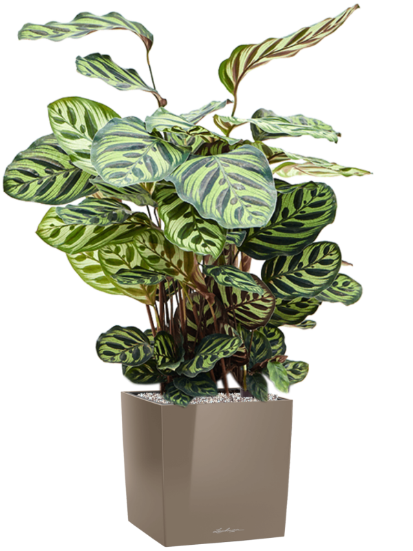 Calathea makoyana in Lechuza Cube Premium Office Plant With Pot 94cm Height 28cm Dia