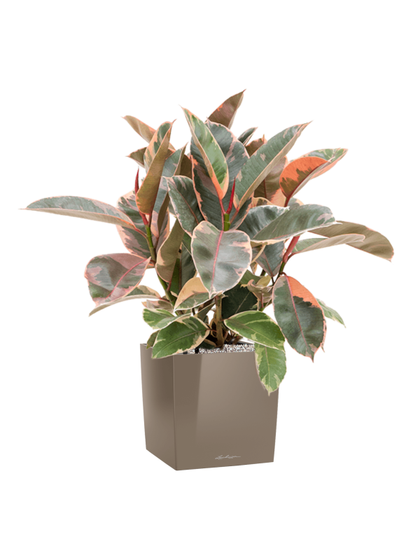 Ficus elastica 'Belize' in Lechuza Cube Premium Office Plant With Pot 81cm Height 28cm Dia
