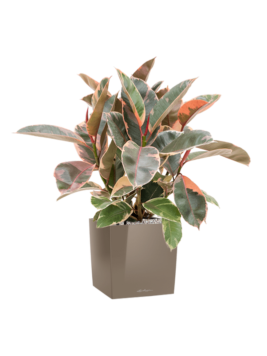 Ficus elastica 'Belize' in Lechuza Cube Premium Office Plant With Pot 81cm Height 28cm Dia