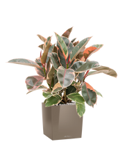 Ficus elastica 'Belize' in Lechuza Cube Premium Office Plant With Pot 81cm Height 28cm Dia
