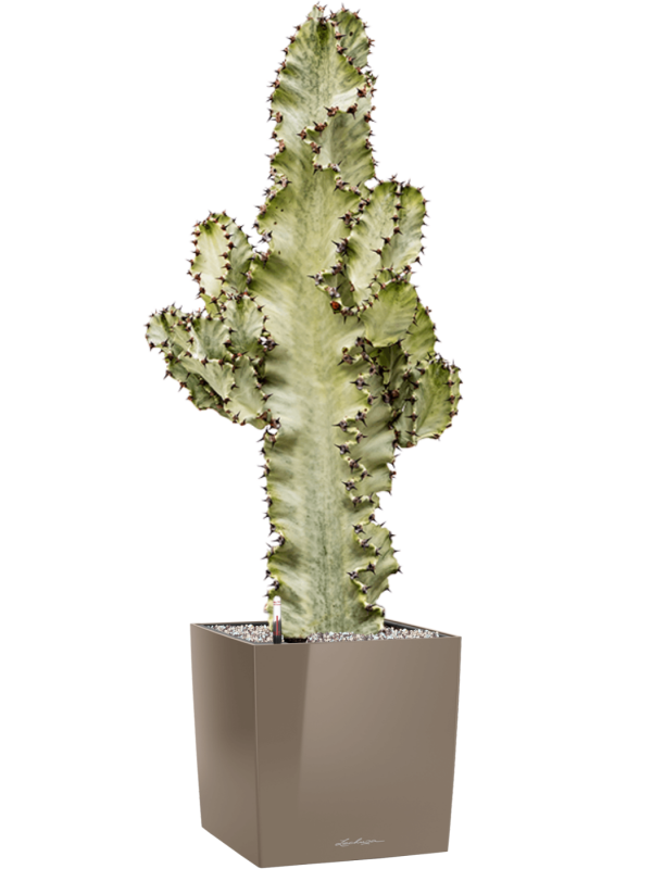 Euphorbia ingens marmorata in Lechuza Cube Premium Office Plant With Pot 95cm Height 28cm Dia