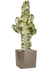 Euphorbia ingens marmorata in Lechuza Cube Premium Office Plant With Pot 95cm Height 28cm Dia