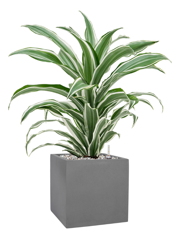 Dracaena fragrans 'White Jewel' in Natural Office Plant With Pot 59cm Height 18.5cm Dia