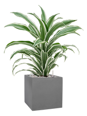 Dracaena fragrans 'White Jewel' in Natural Office Plant With Pot 59cm Height 18.5cm Dia