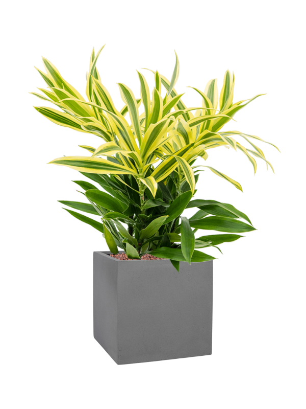 Pleomele (Dracaena) reflexa 'Song of Sri Lanka' in Natural Office Plant With Pot 55cm Height 18.5cm Dia