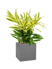 Pleomele (Dracaena) reflexa 'Song of Sri Lanka' in Natural Office Plant With Pot 55cm Height 18.5cm Dia