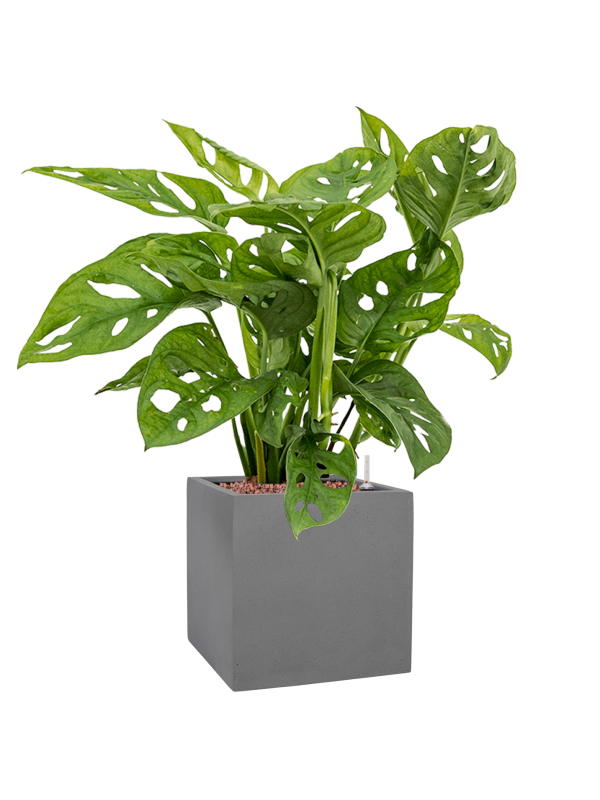Monstera obliqua in Natural Office Plant With Pot 54cm Height 18.5cm Dia