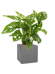 Monstera obliqua in Natural Office Plant With Pot 54cm Height 18.5cm Dia