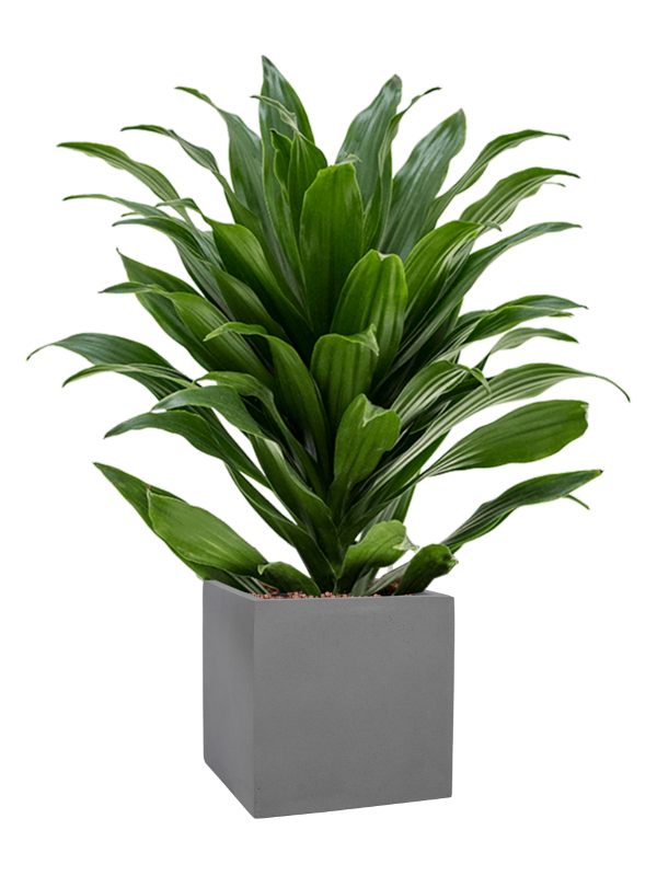 Dracaena fragrans 'Compacta' in Natural Office Plant With Pot 64cm Height 18.5cm Dia