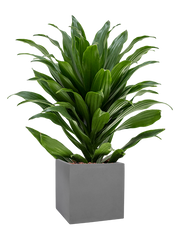 Dracaena fragrans 'Compacta' in Natural Office Plant With Pot 64cm Height 18.5cm Dia