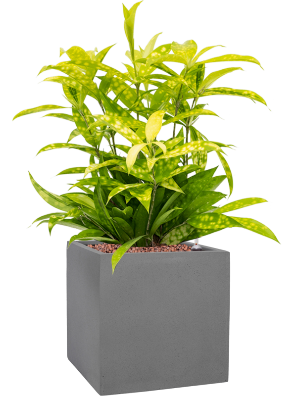 Dracaena surculosa 'Mike' in Natural Office Plant With Pot 50cm Height 18.5cm Dia