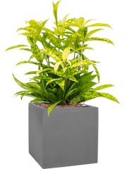 Dracaena surculosa 'Mike' in Natural Office Plant With Pot 50cm Height 18.5cm Dia