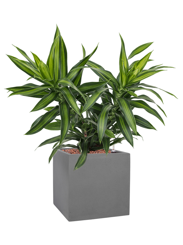 Pleomele (Dracaena) reflexa 'Song of Jamaica' in Natural Office Plant With Pot 53cm Height 18.5cm Dia