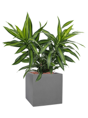Pleomele (Dracaena) reflexa 'Song of Jamaica' in Natural Office Plant With Pot 53cm Height 18.5cm Dia