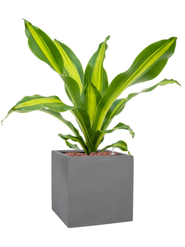 Dracaena fragrans 'Burley' in Natural Office Plant With Pot 53cm Height 18.5cm Dia