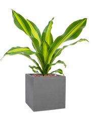 Dracaena fragrans 'Burley' in Natural Office Plant With Pot 53cm Height 18.5cm Dia