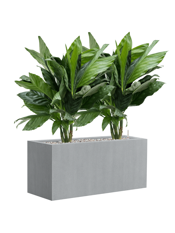Chamaedorea metallica in Argento Office Plant With Pot 77cm Height 24cm Dia