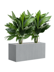 Chamaedorea metallica in Argento Office Plant With Pot 77cm Height 24cm Dia
