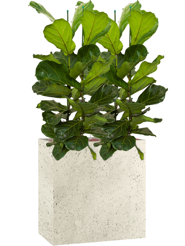 Ficus lyrata in Grigio Office Plant With Pot 151cm Height 29cm Dia