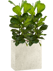 Ficus lyrata in Grigio Office Plant With Pot 151cm Height 29cm Dia