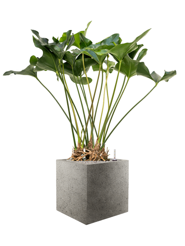 Anthurium 'Arrow' in Grigio Office Plant With Pot 122cm Height 32cm Dia