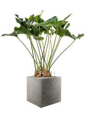 Anthurium 'Arrow' in Grigio Office Plant With Pot 122cm Height 32cm Dia