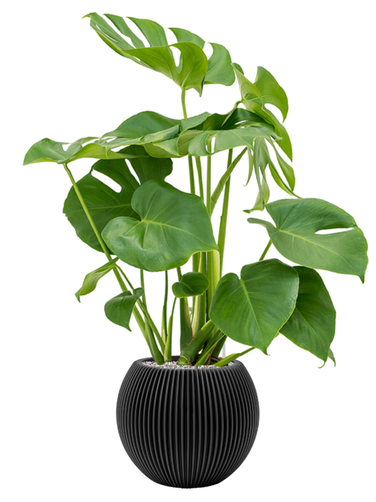 Monstera deliciosa in Capi Nature Groove Office Plant With Pot 94cm Height 21.5cm Dia