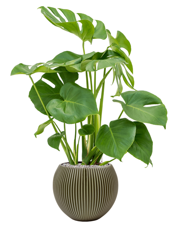 Monstera deliciosa in Capi Nature Groove Special Office Plant With Pot 94cm Height 21.5cm Dia