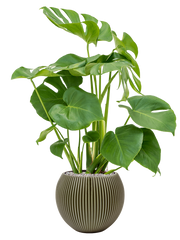 Monstera deliciosa in Capi Nature Groove Special Office Plant With Pot 94cm Height 21.5cm Dia